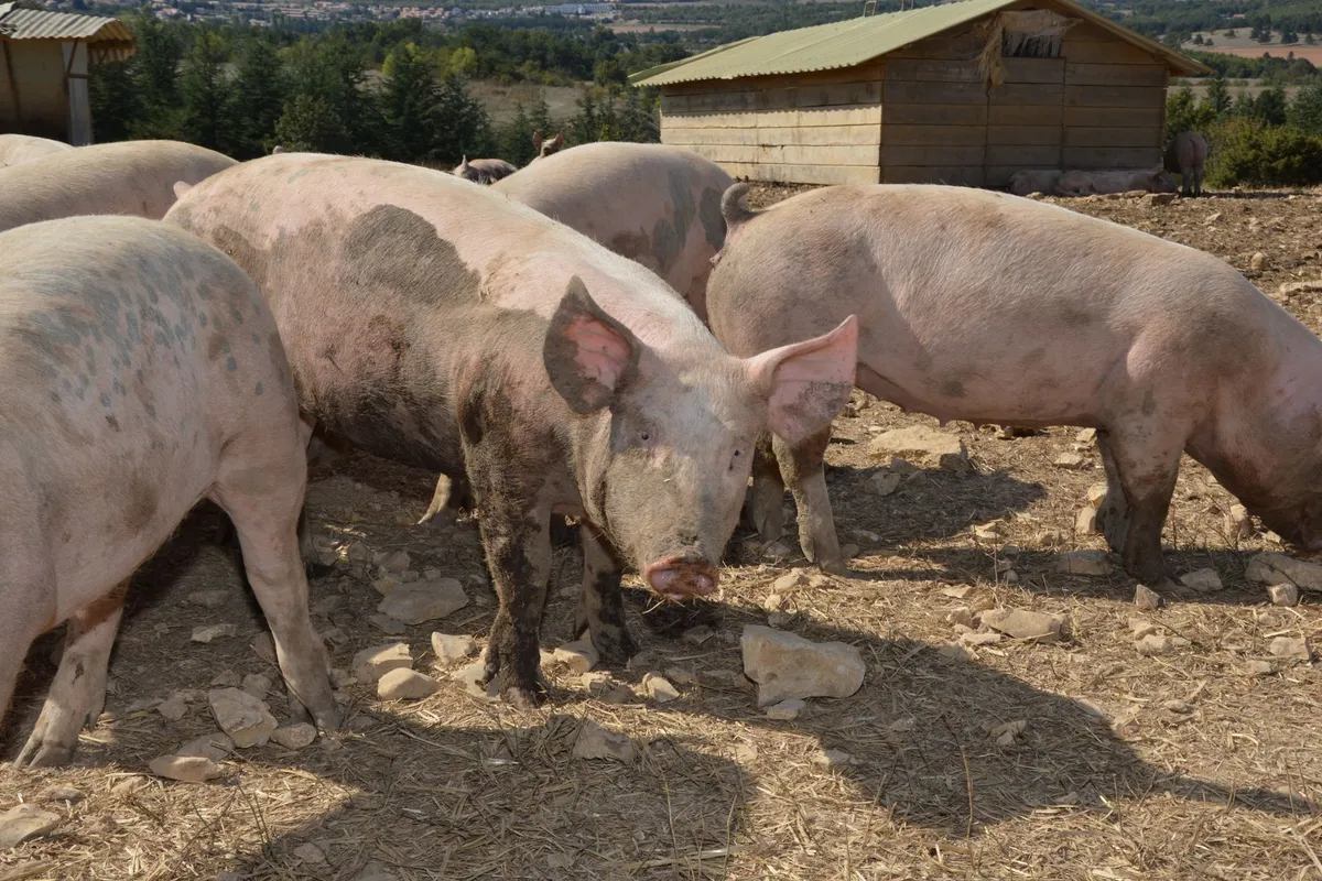 Apel iz HPK: Općine i županije mogu simbolično pomoći u borbi protiv svinjske kuge