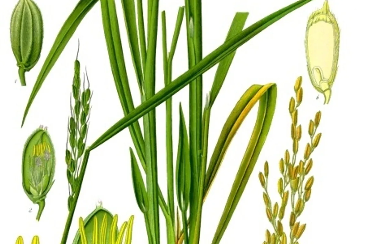 Österreichs Landwirtschaft verzeichnet Rekordverluste von einer Milliarde Euro wegen Dürre