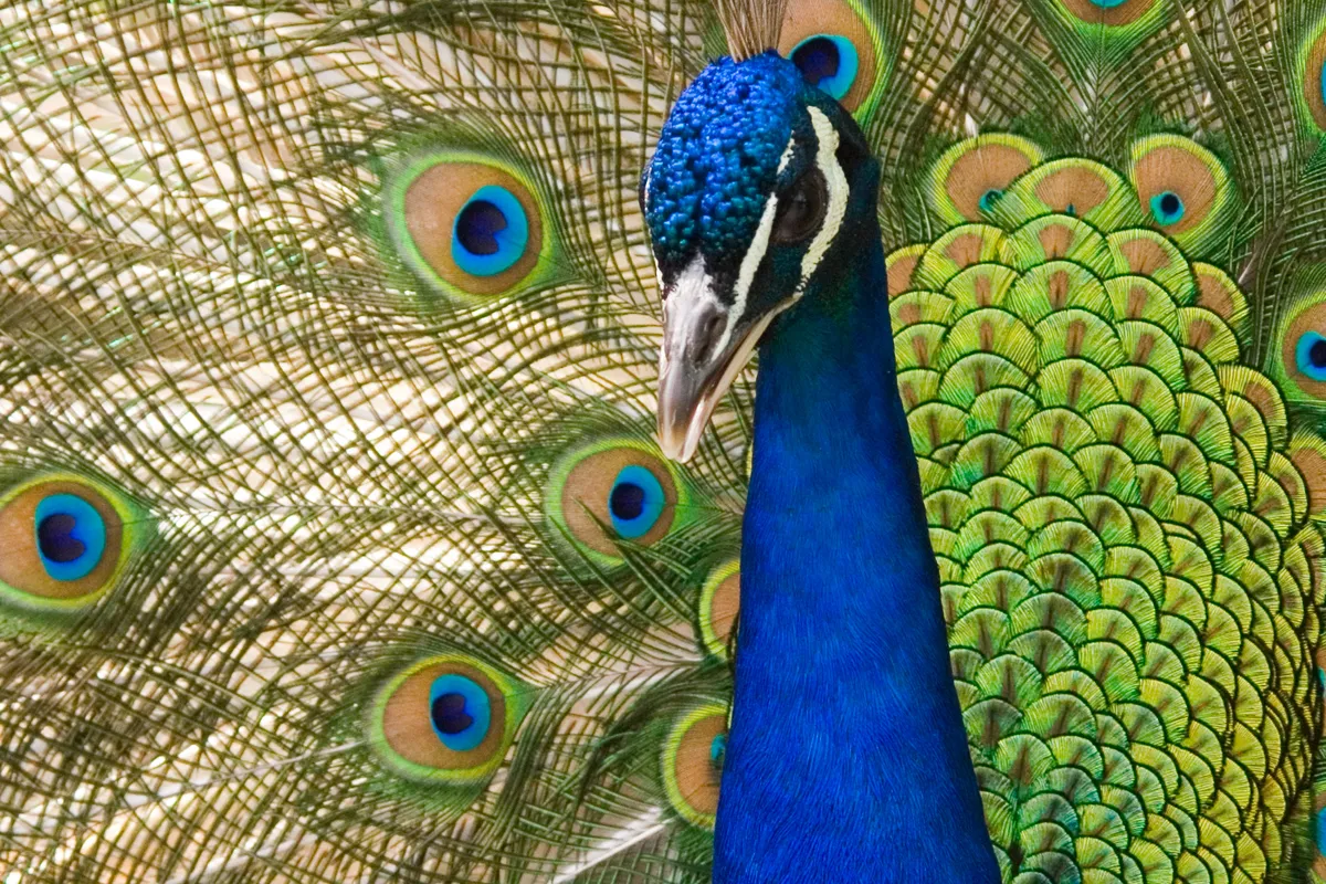 Baby Peacock Dies of Thirst in Split City Center