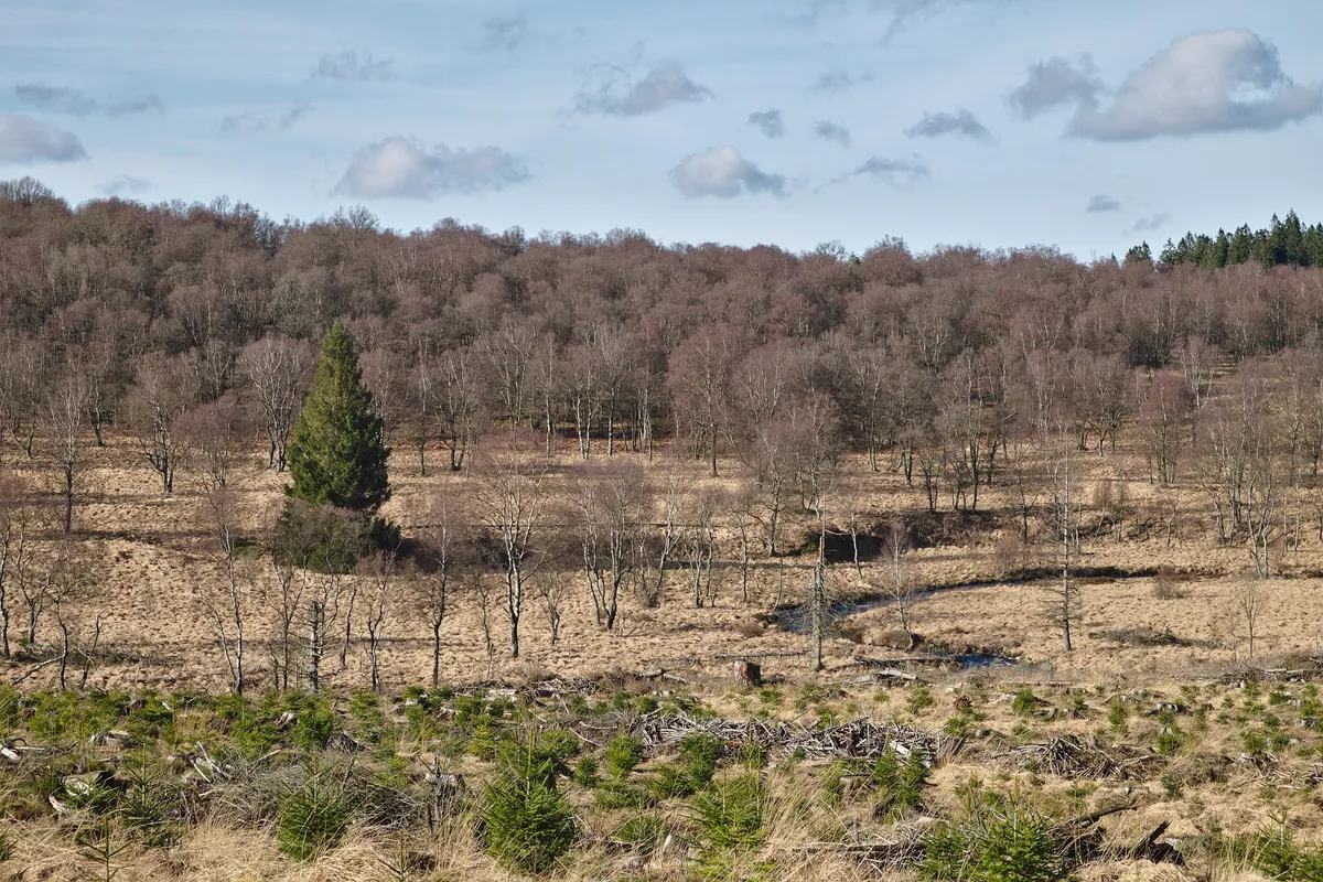 Belgien kämpft mit dem größten Waldbrand seiner Geschichte