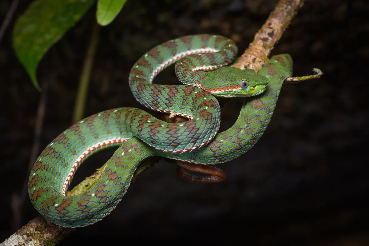 Brody i Penn sele snimanje trilera 'Snake Island' s Zagreba na obalu