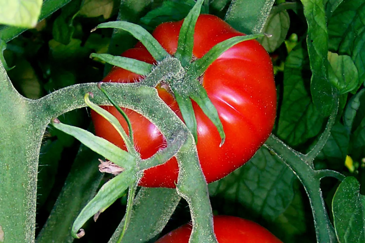 Cijena rajčice od 10 eura: Uzgajivač otkrio zašto cherry sorte nikad nisu na akciji