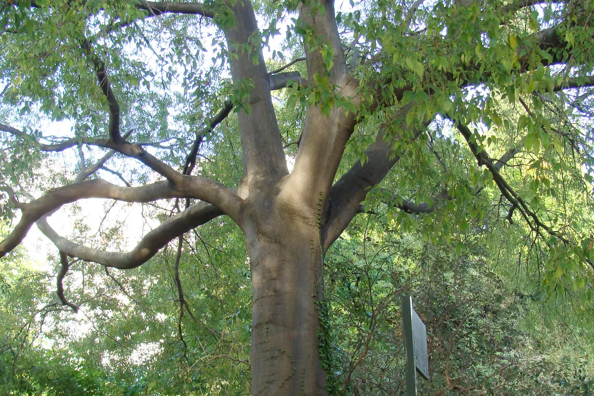 Giant Hackberry in Vukovarska Street Cut Down