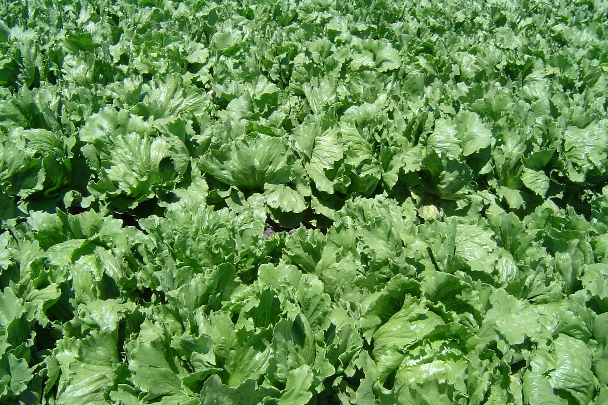 Epidemija ciklosporijaze u SAD-u: 1947 oboljelih od zaražene salate