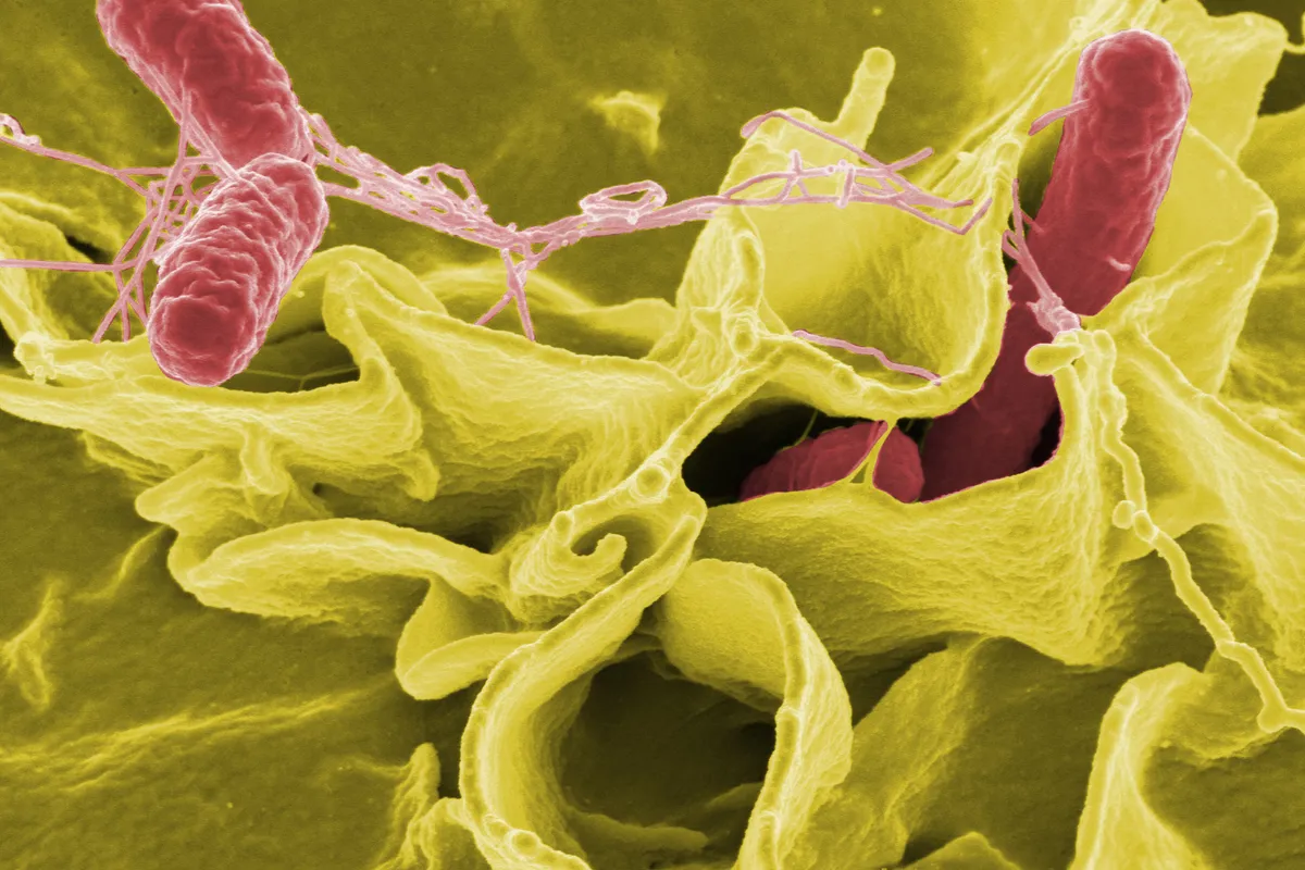 Mexican Jalapeño Peppers Linked to Salmonella Outbreak in the US: 345 Sickened Across 27 States