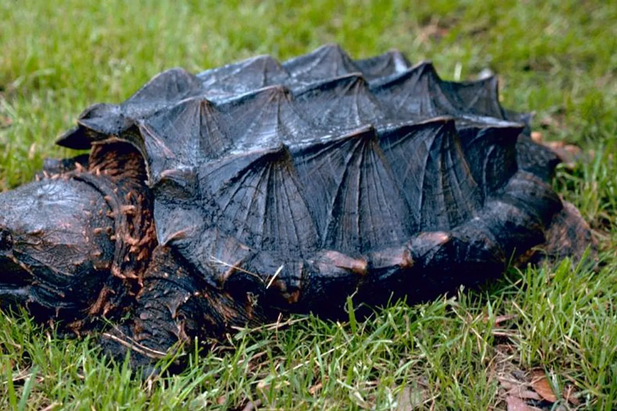 Schildkröte biss Frau in Kaštela, ihr Bein schwoll wie ein Ballon an