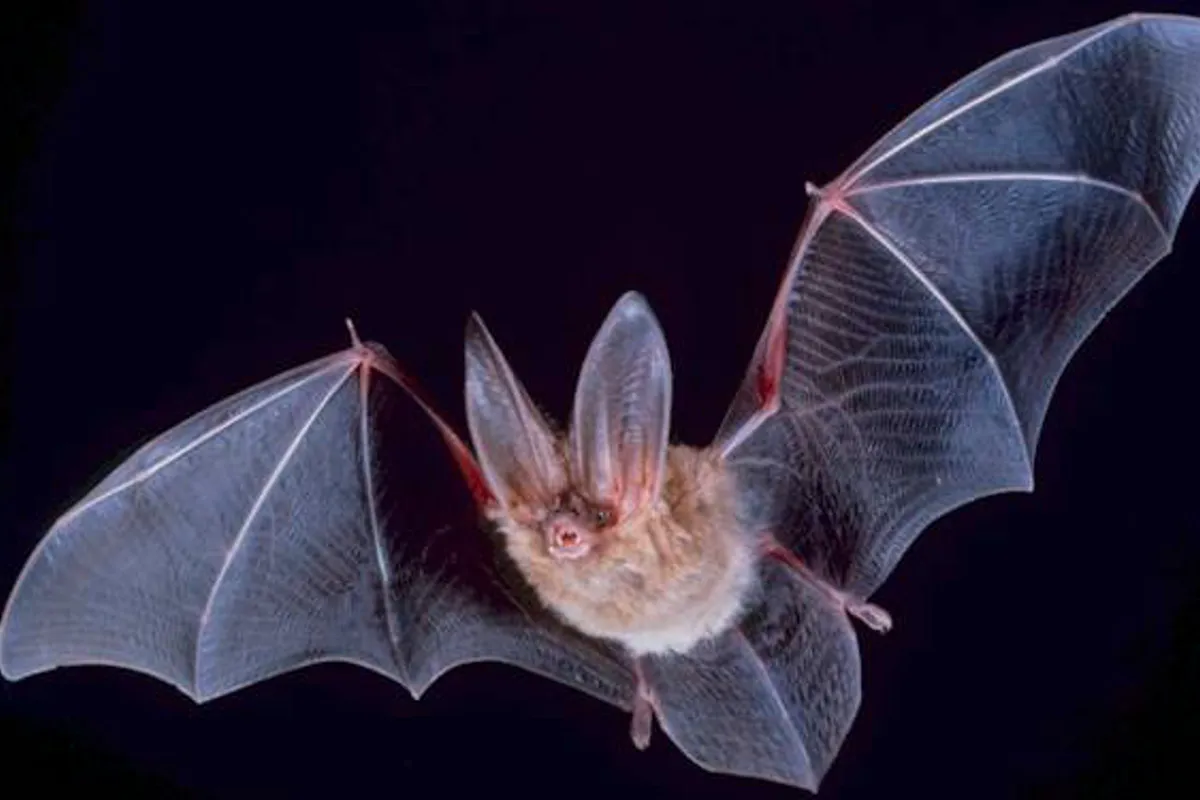 Young Bats on Flight Training