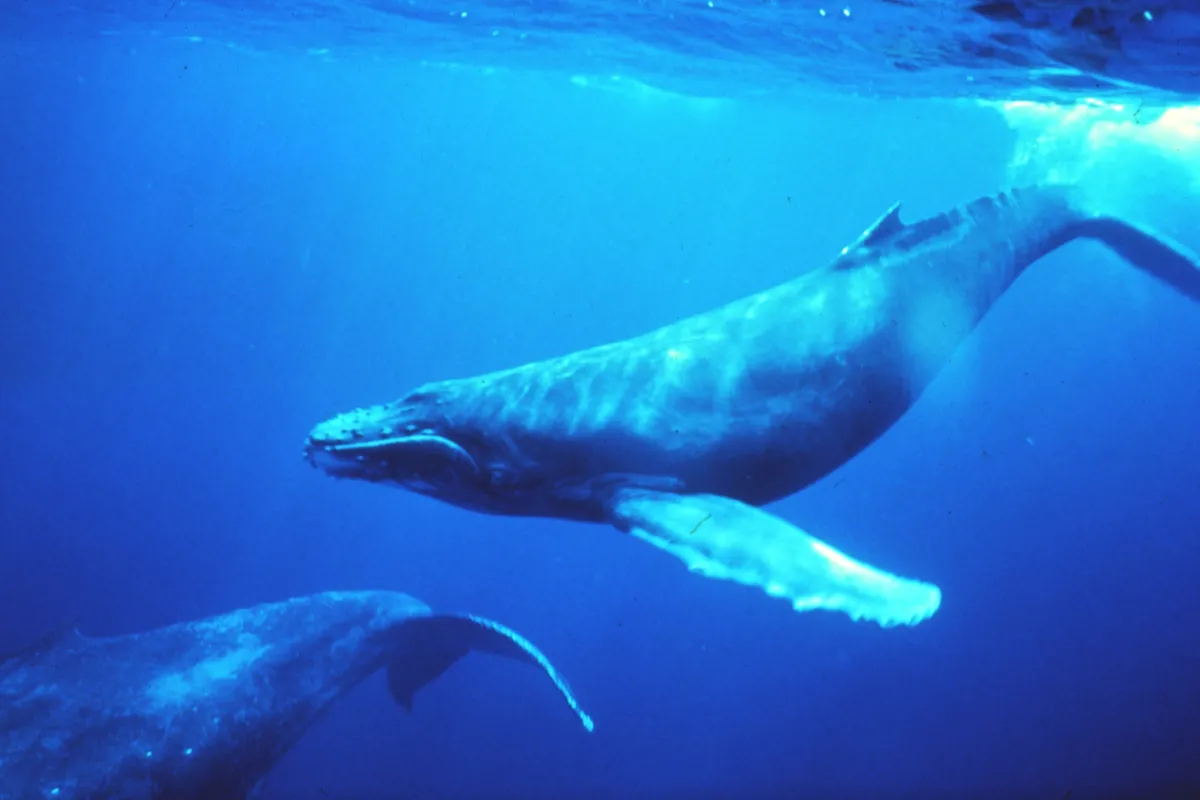 Najveće groblje kitova staro 5,3 milijuna godina otkriveno u oceanu