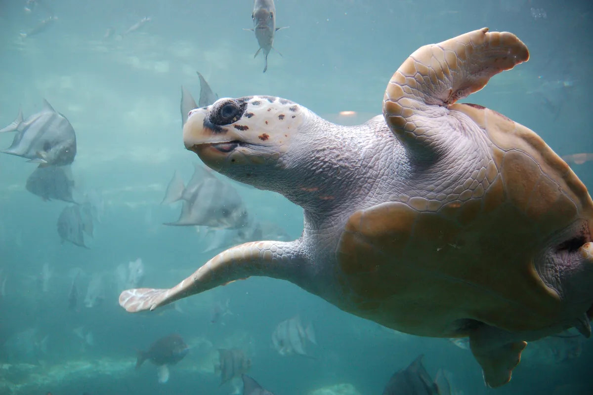 Riesige Unechte Karettschildkröte vor Zadar in Netzen verfangen