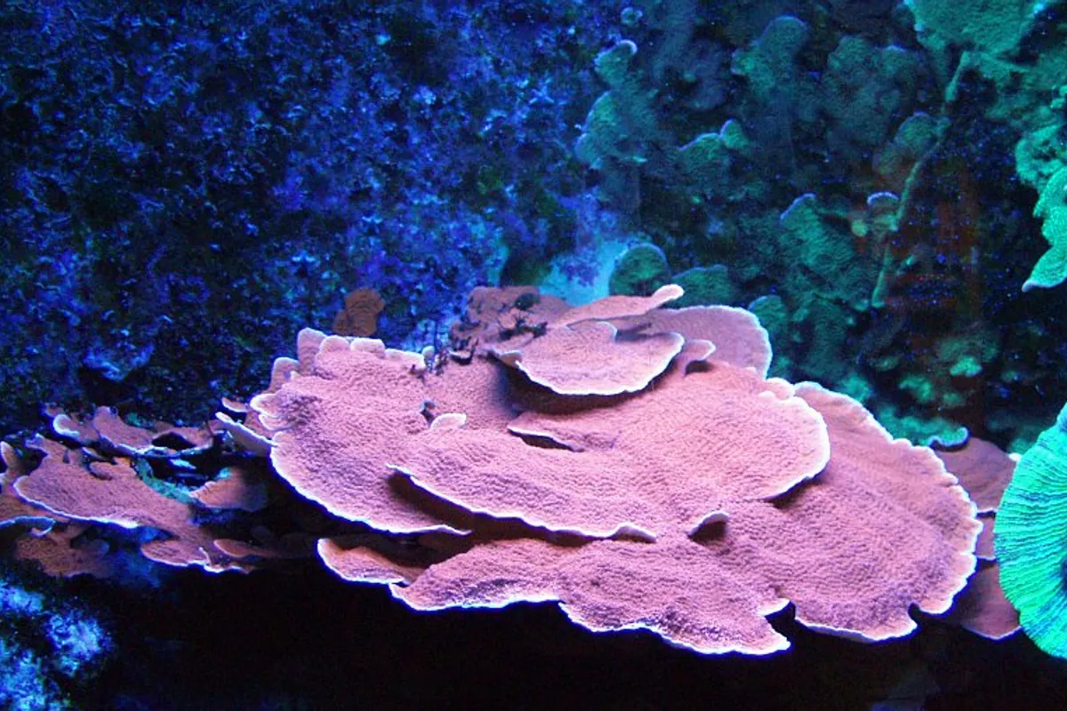 Oxybenzone from Sunscreen Found in Corals in the Mediterranean