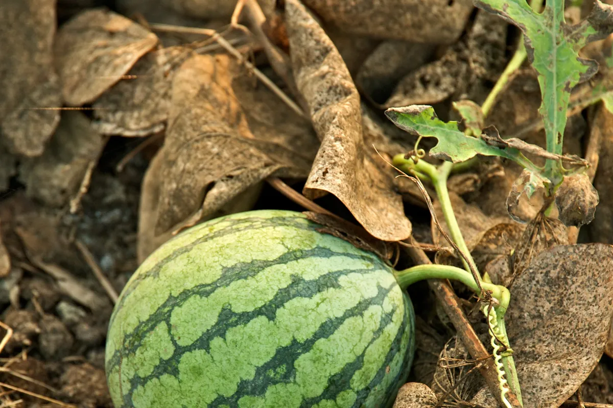 Your Favorite Summer Refreshment Can Be Dangerous