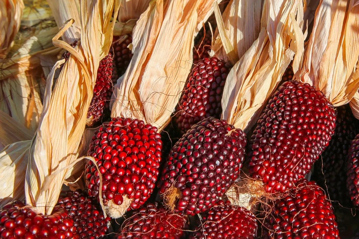 Landwirtschaftsbetrieb aus Turnašica verschenkt Zuckermais
