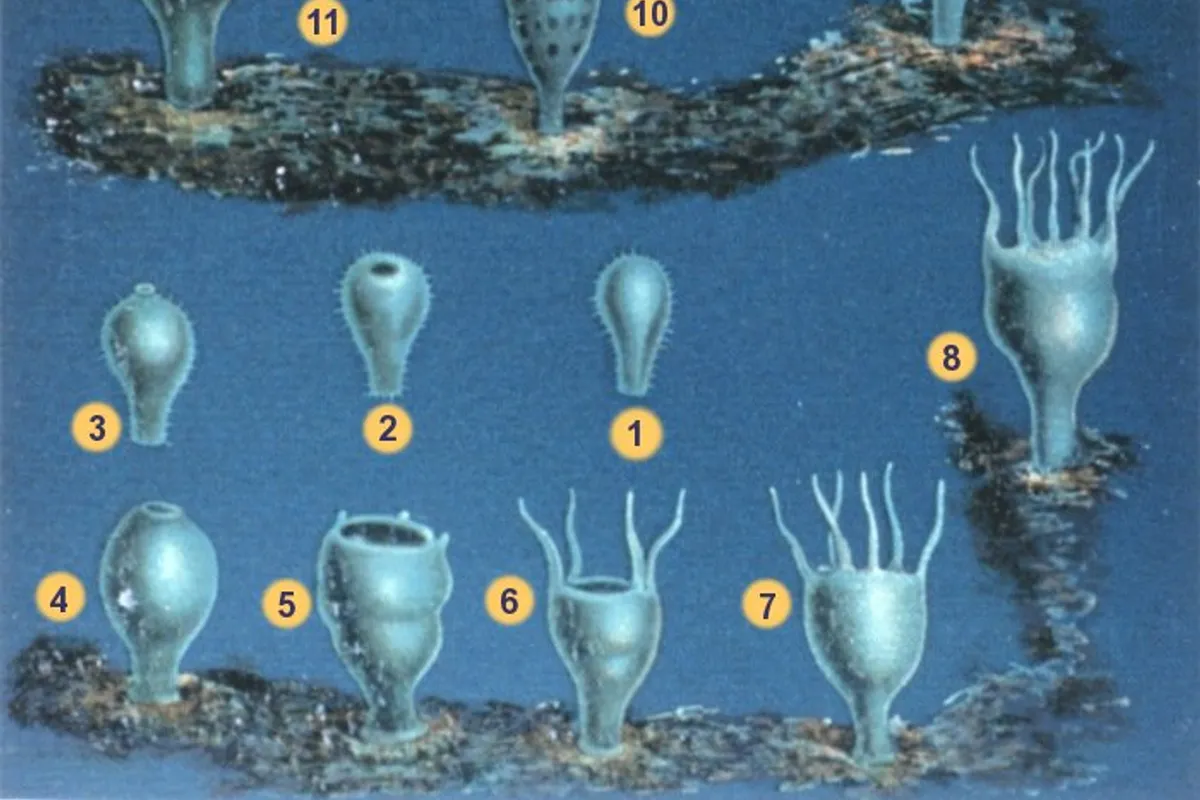Durchsichtige Hydromeduse vor der istrischen Küste gesichtet