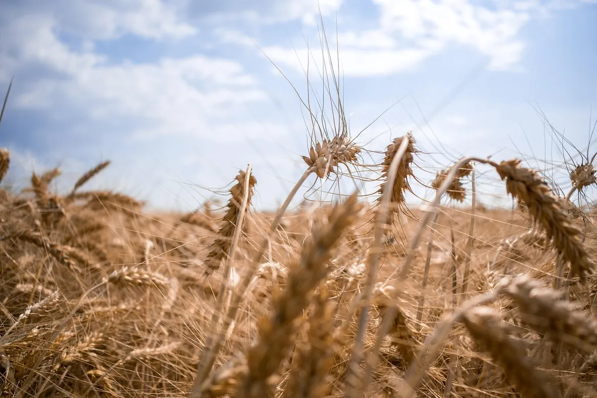 Srbija daje dva milijuna eura za ukrajinsku energetiku