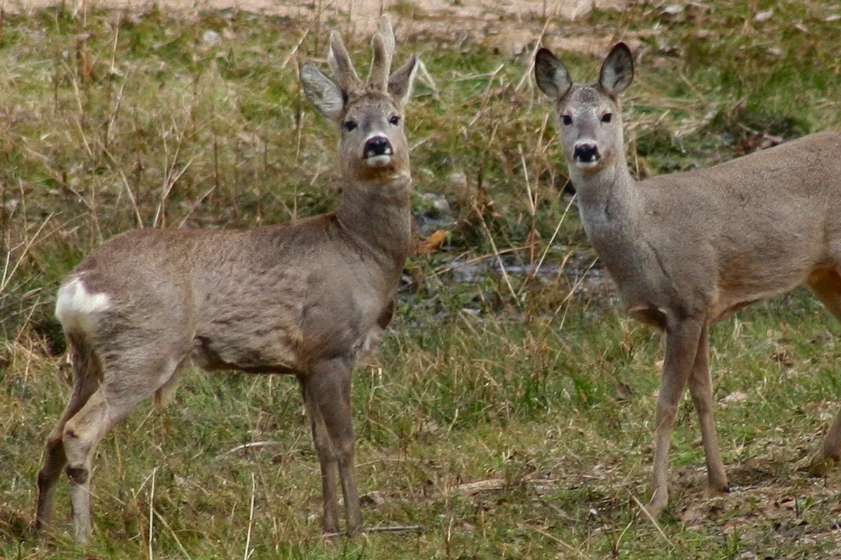 Roe Deer Cools Off in the Sea at Stara Baška While Karlovac Braces for 40 Degrees