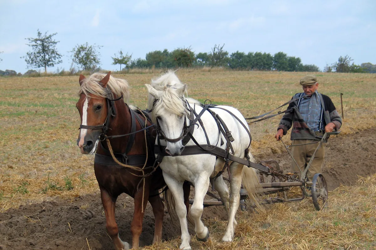 Biblical Drought Devastates Croatian Farmers