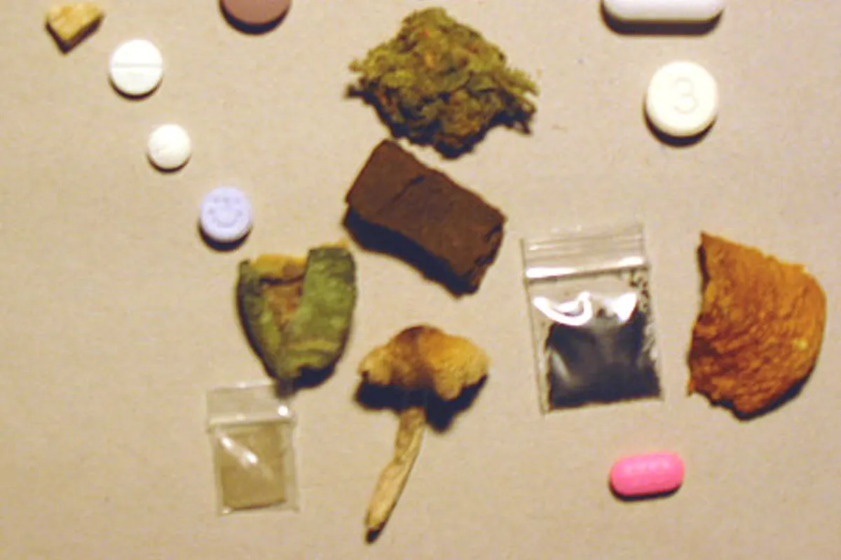 In Baranja und Osijek 89 Cannabispflanzen und ein Arsenal an Munition beschlagnahmt