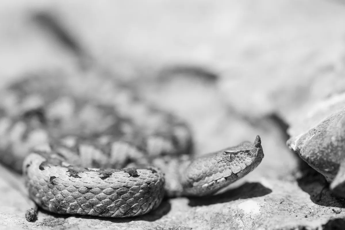 Feuerwehr tötet Hornviper in der Küche: Mutter mit Baby und Kind allein gelassen