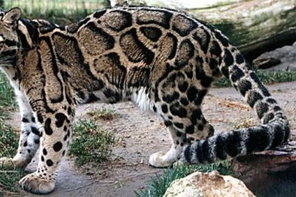 Veterinari upozoravaju: Evo kako zaštititi mačke od velikih vrućina