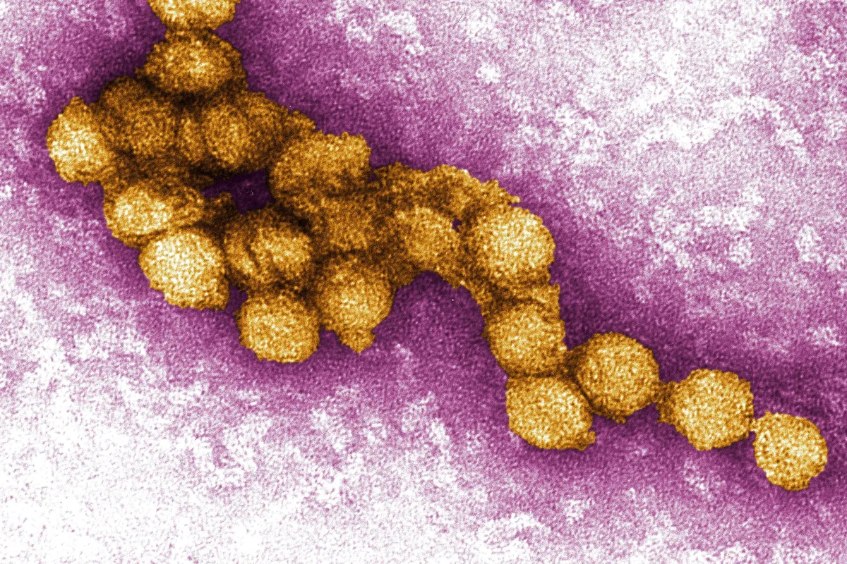 Virus Zapadnog Nila hara Europom: 241 slučaj