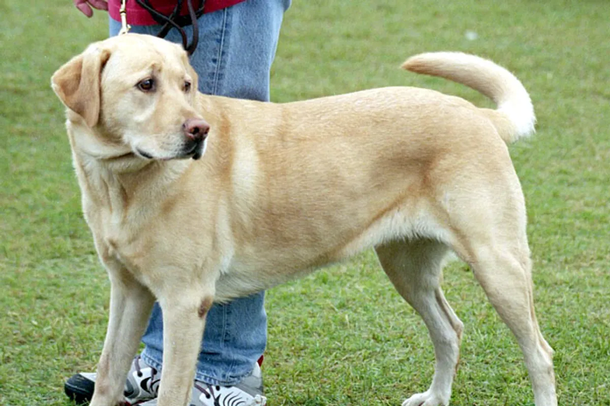 Science Confirms: Pets Are Medicine for the Soul and Body